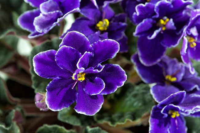 6 curiosidades que tenés que saber sobre la violeta africana: la planta  perfecta para interiores – Revista Para Ti