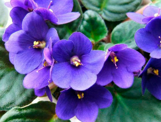 6 curiosidades que tenés que saber sobre la violeta africana: la planta perfecta para interiores