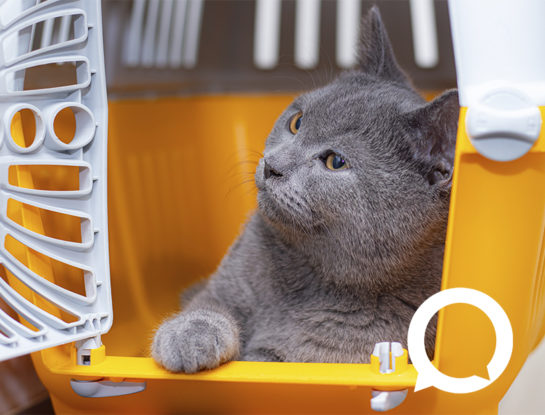 10 tips para transportar tu gato al veterinario