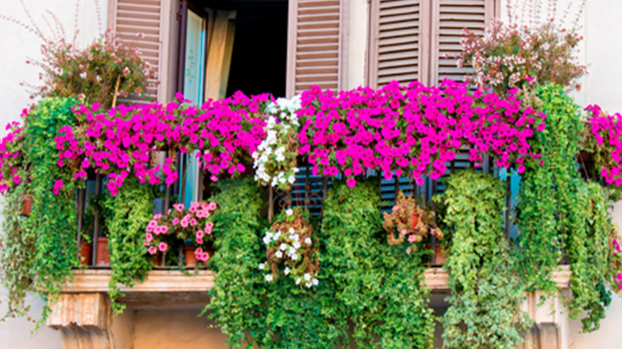 palma Agotamiento Transeúnte 5 plantas colgantes perfectas para decorar balcones – Revista Para Ti