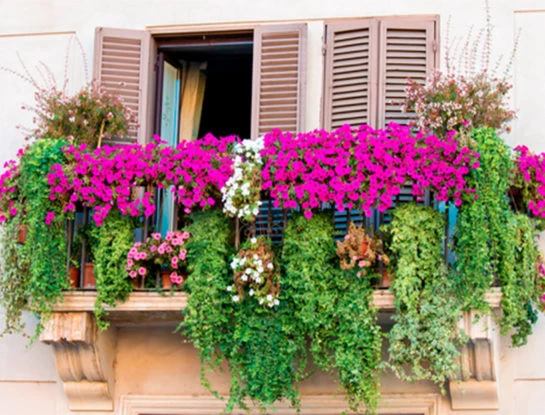 5 plantas colgantes perfectas para decorar balcones
