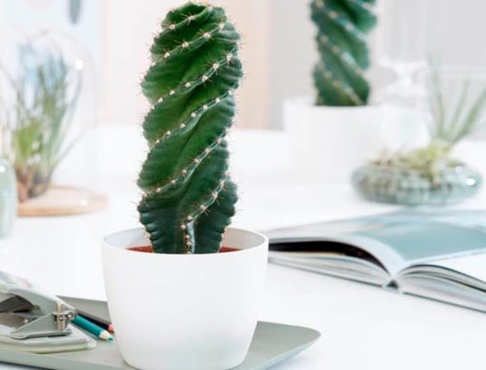 Los cactus espiralados son tendencia: conocé todos sus cuidados