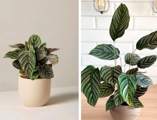 7 curiosidades que tenés que conocer sobre la calathea ornata: la planta de interior fácil de cuidar y perfecta para decorar