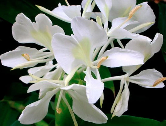 7 curiosidades que tenés que conocer sobre la caña de ámbar: la delicada flor que es tendencia en decoración