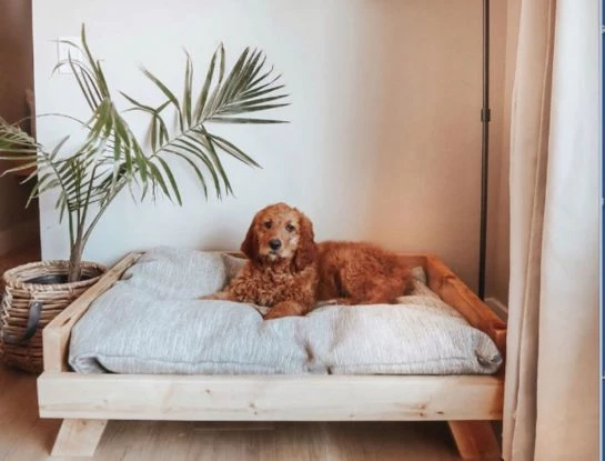 ¿Tenés una casa pet friendly? Cómo adaptar los interiores a la vida con mascotas