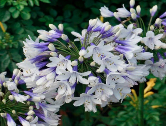 5 plantas de exterior con flores súper resistentes y perfectas para la primavera