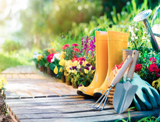 Conocé cuáles son los 4 imprescindibles para tener un jardín perfecto