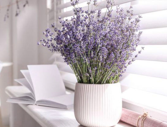 7 curiosidades que tenés que conocer sobre la lavanda: la planta aromática perfecta para decorar interiores y exteriores