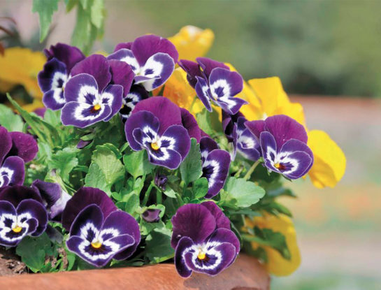 6 curiosidades que tenés que conocer sobre los pensamientos: la planta colorida perfecta para esta época del año