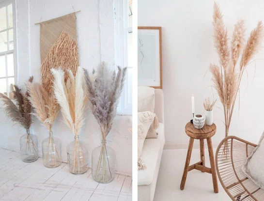 6 curiosidades que tenés que conocer sobre las plumas de Pampa: la planta que es tendencia en decoración