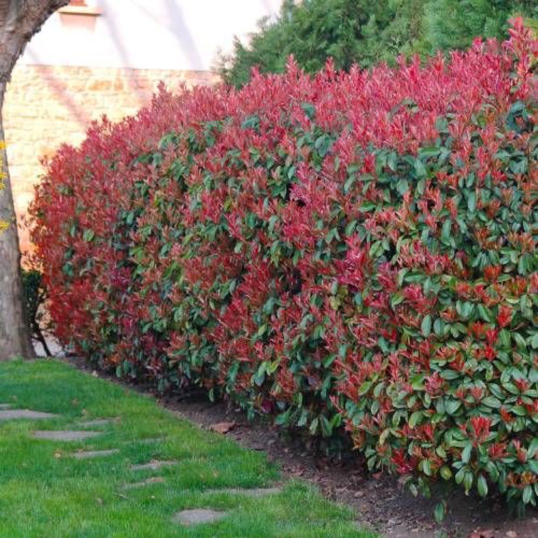 Tapar al vecino: la Budleia entre los mejores arbustos y árboles para  proteger a tu jardín de los curiosos – Revista Para Ti