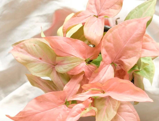 7 curiosidades que tenés que conocer sobre el singonio rosado: la pequeña planta de interior fácil de cuidar y muy decorativa