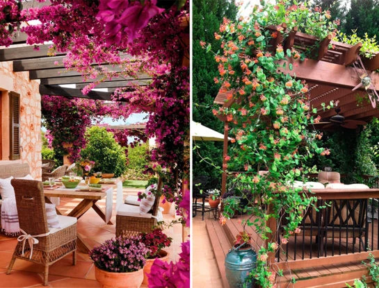 Las mejores trepadoras con flor perfectas para pérgolas