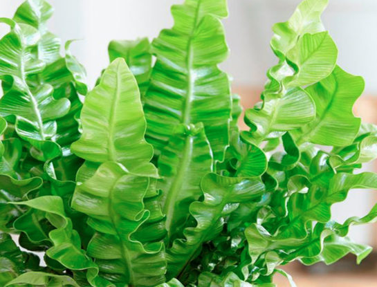 6 curiosidades que tenés que conocer sobre asplenium crispy wave: el helecho fácil de cuidar que es tendencia en redes
