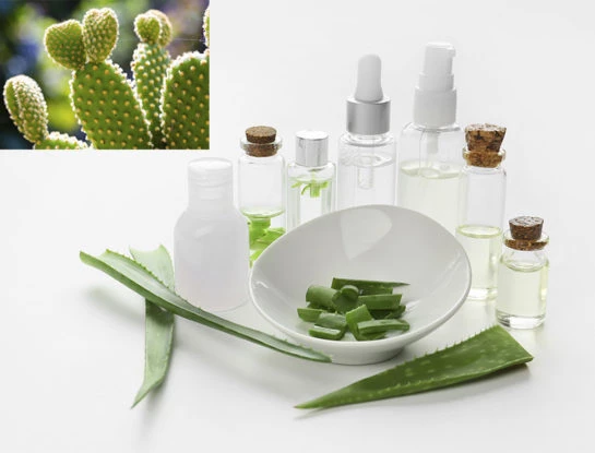 Por qué el cactus es el nuevo ingrediente estrella de la cosmética natural