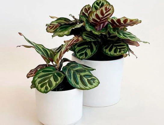 7 curiosidades que tenés que conocer sobre la calathea makoyana: una de las plantas de interior más preciadas