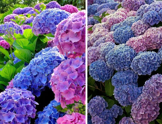 Conocé cómo cambiar el color de las flores de las hortensias