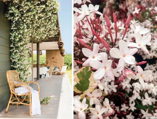 5 jazmines perfectos para perfumar y llenar de vida el jardín
