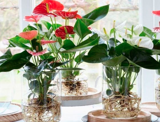 7 plantas de interior que están de moda y se pueden cultivar en agua