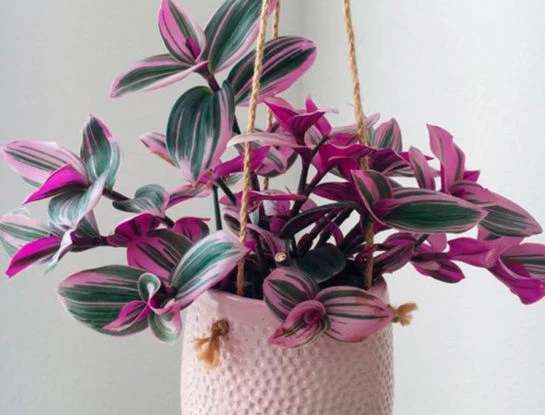 7 curiosidades que tenés que conocer sobre la tradescantia nanouk: la planta de interior fácil de cuidar y perfecta para decorar