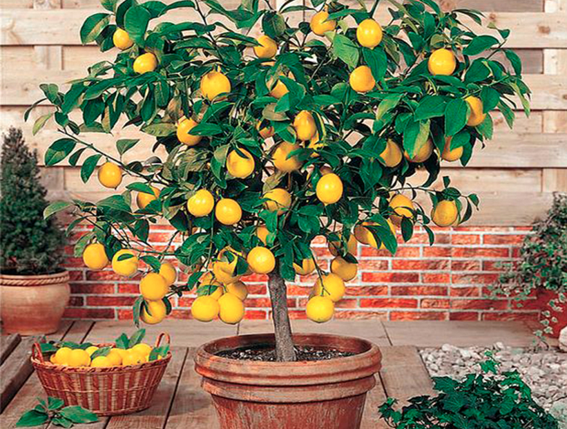 Sabías que existen árboles frutales que se pueden cultivar en macetas?:  conocé cuáles son y mirá cómo incorporarlos en tu jardín – Revista Para Ti