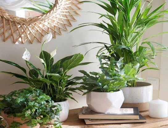 Estas son las 5 plantas de la suerte según el Feng Shui