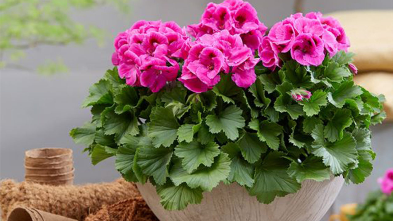 Geranio: la planta con flor resistente y fácil de cuidar que puede florecer todo el año – Revista Para Ti