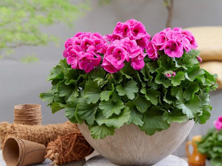 Geranio: la planta con flor resistente y fácil de cuidar que puede florecer  todo el año – Revista Para Ti