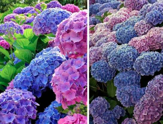 7 curiosidades que tenés que conocer sobre la hortensia: la planta favorita para llenar de colores los exteriores