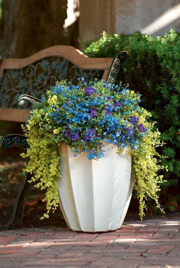 6 plantas de flor azul, perfectas para cultivar en maceta y llenar de  estilo el jardín – Revista Para Ti