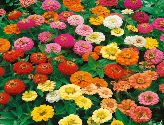 Las mejores plantas para sembrar en primavera y disfrutar también en verano