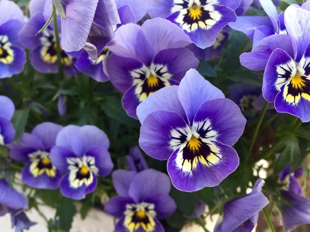 9 plantas de flor violeta perfectas para llenar de estilo y delicadeza el  jardín – Revista Para Ti