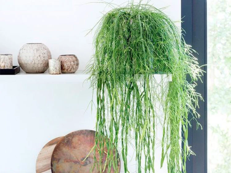 Rhipsalis: uno de cactus colgantes más populares para decorar el hogar – Revista Para Ti