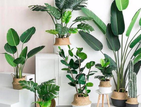 7 plantas de hojas grandes, fáciles de cuidar y perfectas para darle a tu casa una impronta "urban jungle"