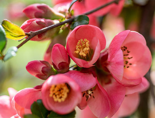 6 curiosidades que tenés que conocer sobre la begonia: la planta colorida que florece todo el año