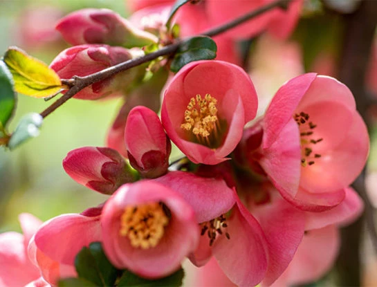 6 curiosidades que tenés que conocer sobre la begonia: la planta colorida que florece todo el año