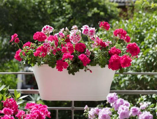 ¿Sabías que existen plantas de exterior que florecen todo el año?: conocé cuáles son e inspirate para sumarlas a tu jardín