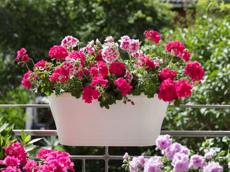 Sabías que existen plantas de exterior que florecen todo el año?: conocé  cuáles son e inspirate para sumarlas a tu jardín – Revista Para Ti