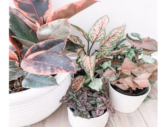 6 plantas de color rosa para decorar los interiores con estilo y delicadeza
