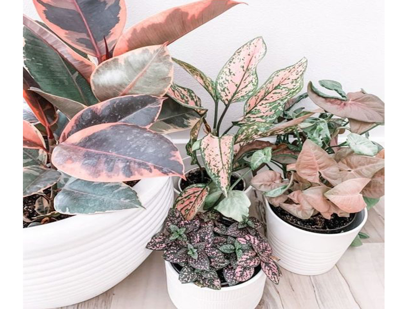 6 plantas de color rosa para decorar los interiores con estilo y delicadeza  – Revista Para Ti