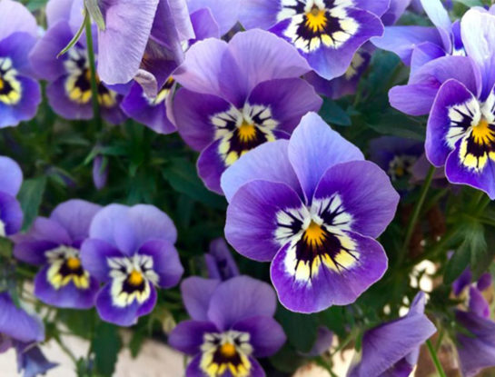 9 plantas de flor violeta perfectas para llenar de estilo y delicadeza el jardín