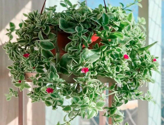 Conocé a la aptenia cordifolia: la suculenta colgante fácil de cuidar y perfecta para decorar