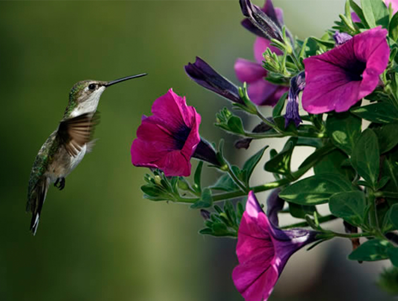 Qué tenés que tener en tu jardín para atraer colibríes: 4 flores  irresistibles para los picaflores – Revista Para Ti