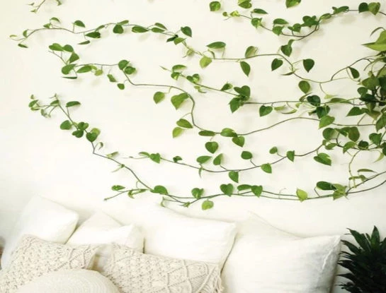 #DecoTips: todo lo que tenés que saber a la hora de decorar los interiores con enredaderas