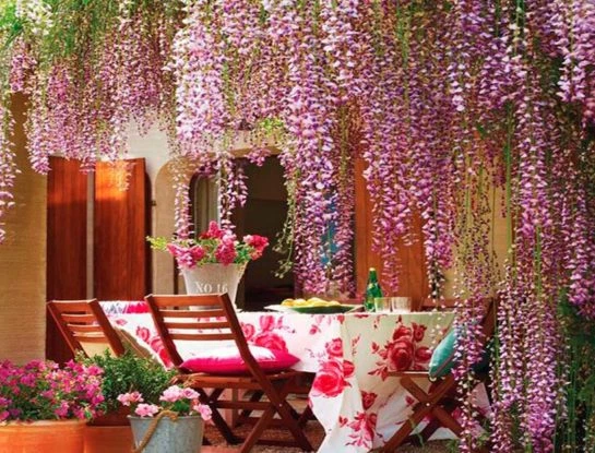 Glicina: la planta trepadora favorita para decorar pérgolas