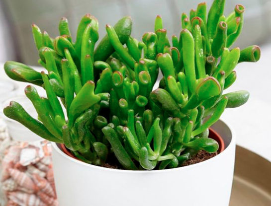 "Orejas de Shrek": la suculenta de moda fácil de cuidar y perfecta para darle un look exótico a cualquier ambiente del hogar