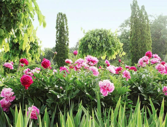 Temporada de peonías: una de las flores más elegantes, románticas y esperadas del año