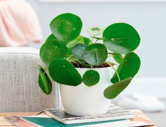 Todo lo que tenés que saber sobre la Pilea: la planta de moda que es furor en redes