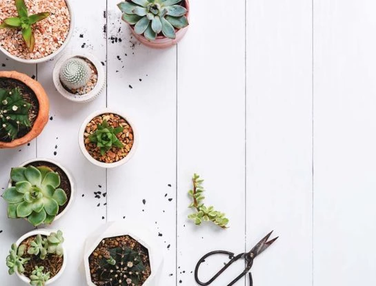 #ManualDeJardinería: todo lo que tenés que saber a la hora de reproducir la suculenta Kalanchoe thyrsiflora por hijuelos