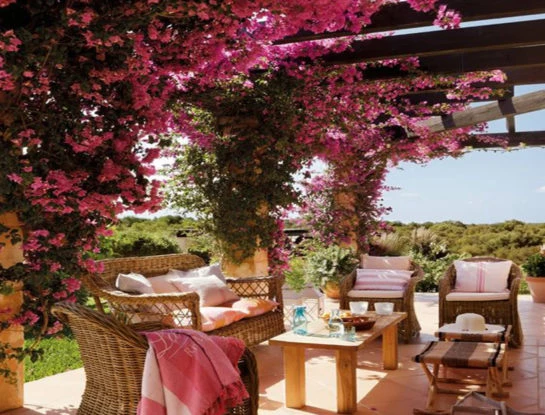 Conocé a la Santa Rita: una de las enredaderas más buscadas para decorar pérgolas y jardines